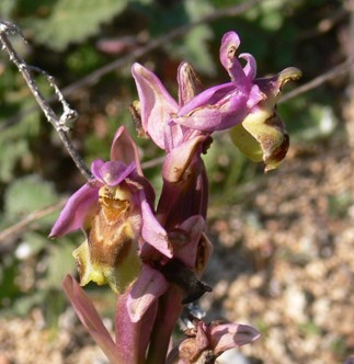 Rhodos - Flora